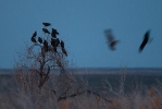 Migrating Black-eared Kites ('lineatus') gathering to roost at sunset