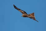 Black-eared Kite ('lineatus')