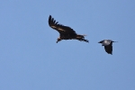 Black Vulture.