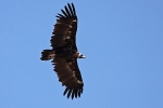 Adult Black Vulture. 