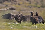 Cinereous Vultures. 