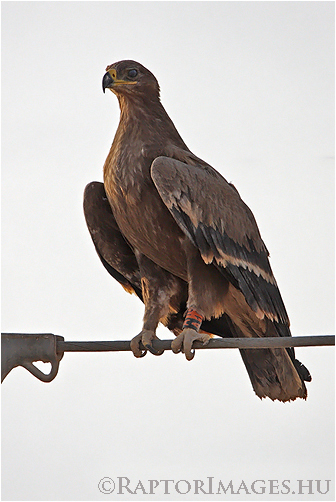 Young Steppe Eagle with a colour ring, Raysut, Oman.