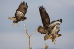 Common Buzzards fighting for a perch