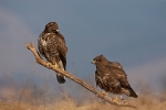 Rare sight of two Common Buzzards sitting close on the same perch