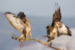 Common Buzzards fighting for a perch  