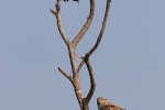 Juvenile Common Buzzard.