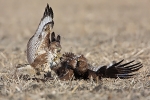 Fighting Common Buzzards
