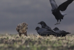 Common Buzzard with Ravens.