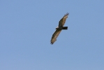 Grey-plumage Common Buzzard.