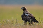 Adult female Eastern Imperial Eagle