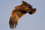 Juvenile female Imperial Eagle.