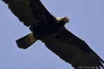 Adult Imperial Eagle.