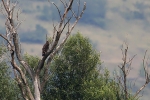 Adult Imperial Eagle with a fledgeling. 