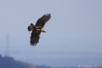 Adult female Imperial Eagle.