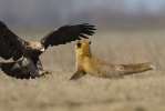 Subadult male Eastern Imperial Eagle with a Red Fox.