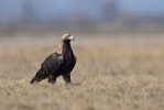 Subadult male Eastern Imperial Eagle.