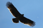 Juvenile Eastern Imperial Eagle.