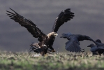 Adult Imperial Eagle with ravens.
