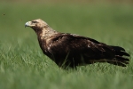 Adult Eastern Imperial Eagle