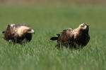 Adult Eastern Imperial Eagles