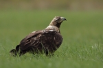Adult Eastern Imperial Eagle