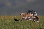 Young Eastern Imperial Eagle. 