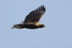 Adult Imperial Eagle.