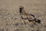 Immature (3rd-plumage) Eastern Imperial Eagle