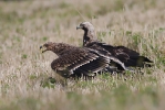 Adult male and juvenile Imperial Eagle.