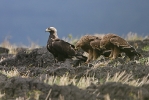 Adult Imperial Eagle with its two juveniles.
