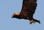 Adult female Imperial Eagle.