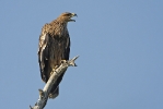 Juvenile Imperial Eagle.