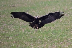 Adult female Eastern Imperial Eagle.