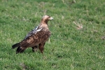 Adult male Eastern Imperial Eagle.