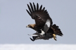 Adult female Eastern Imperial Eagle. 