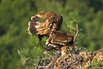 Juvenile Imperial Eagle.