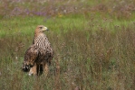 2nd cy female Imperial Eagle.