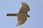 Female Sparrowhawk.
