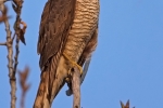 Juvenile female Sparrowhawk.
