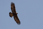 Adult female Golden Eagle.