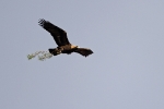 Adult male Golden Eagle.