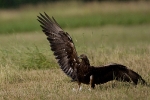 Adult male Golden Eagle.