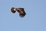 Juvenile Greater Spotted Eagle.