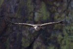 Adult Griffon Vulture. 