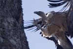Adult Griffon Vulture. 