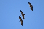 Griffon Vultures 