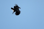 Griffon Vulture. 