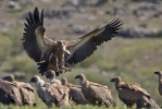 Griffon Vultures. 
