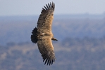 2cy Griffon Vulture. 