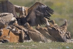 Griffon Vultures with a Cinereous Vulture.